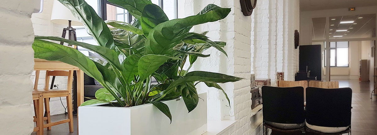 Crédit Agricole Location de plantes et jardinières basses - Crédit Agricole