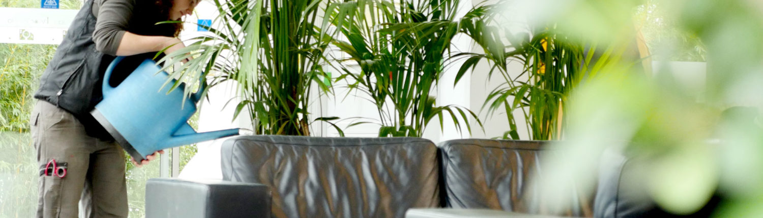 entretien Entretien et Location de plantes pots pour votre entreprise Lille Paris