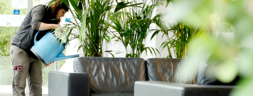 entretien Entretien et Location de plantes pots pour votre entreprise Lille Paris