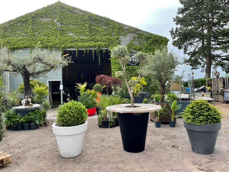 Déstockage de nos locations de plantes J-1