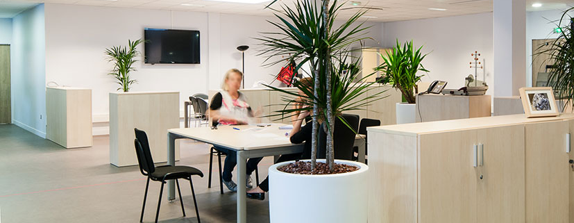 agence-espaces-plantes-dinterieur Louer vos plantes de bureau pour le bien-être de vos équipes