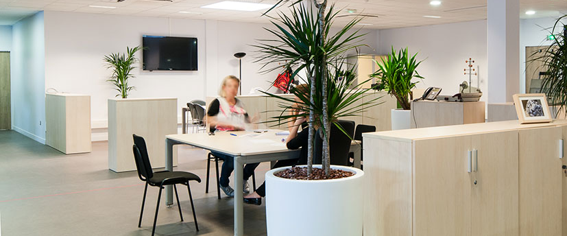 Louer vos plantes de bureau pour le bien-être de vos équipes