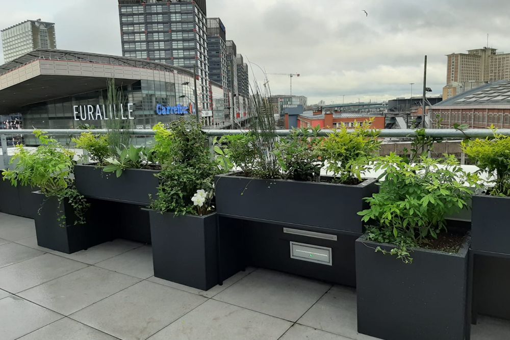 Aménagement de plantes en terrasse