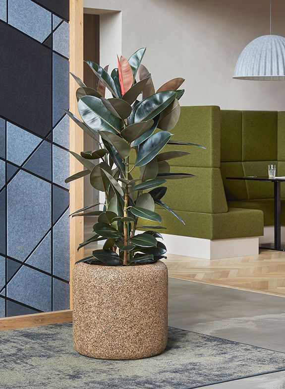 Aménagez vos bureaux par les plantes