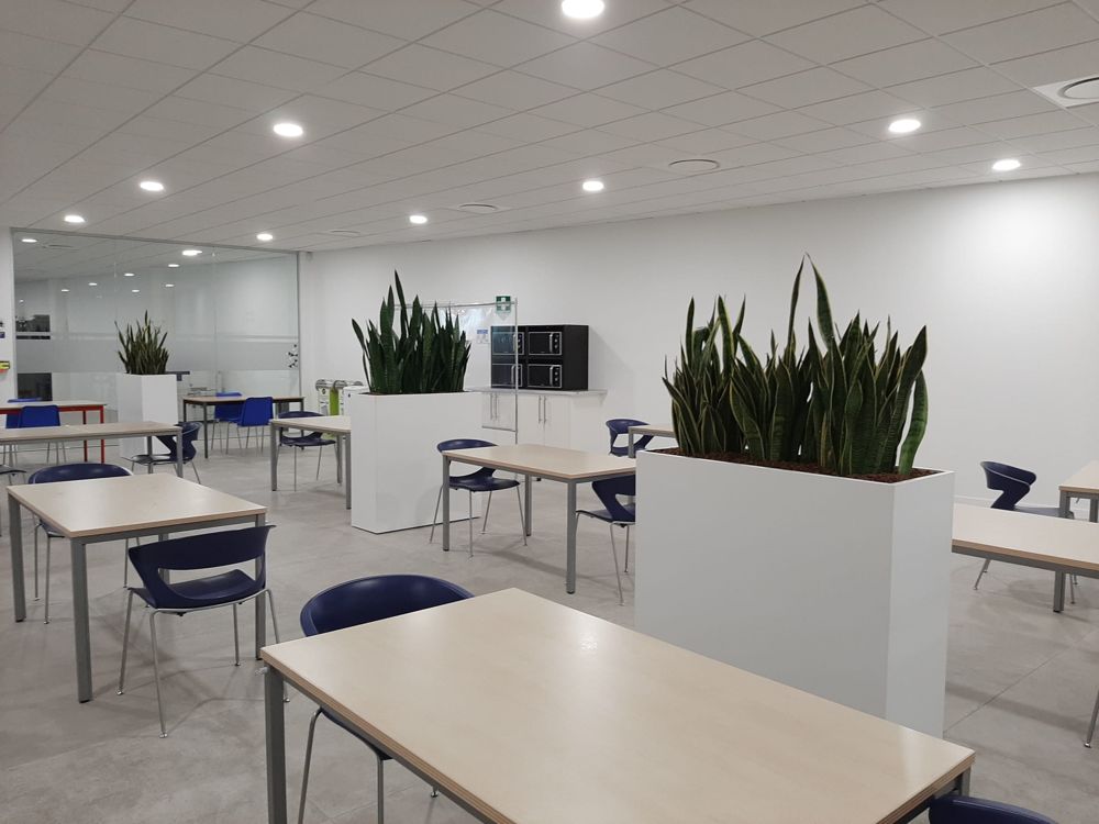 Cloison végétale dans un open space