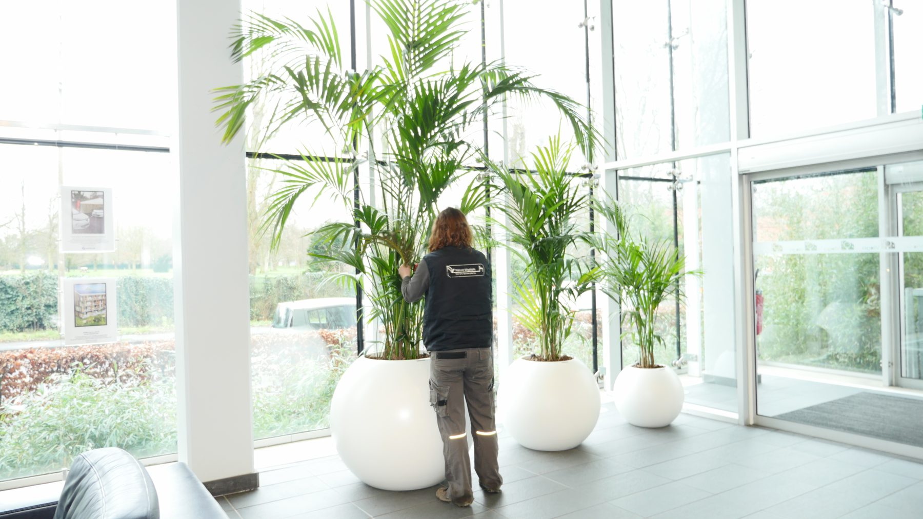 Technicien Nature Végétale entretenant des palmiers kentia dans le hall d'une entreprise