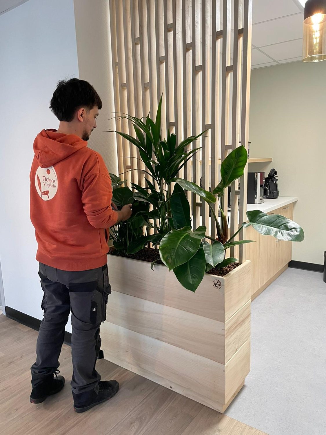 Collaborateur Nature Végétale entretenant des plantes dans une cloison en bois
