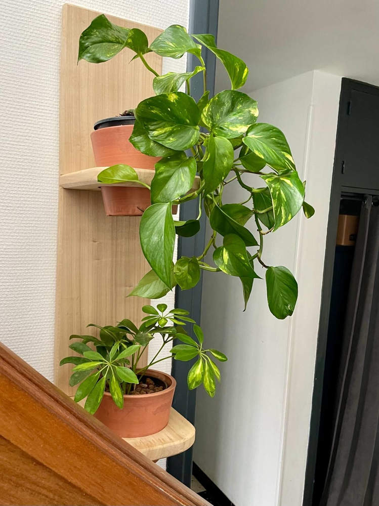Étagère Végétale en bois pour végétaliser et habiller vos murs ou montées d escalier