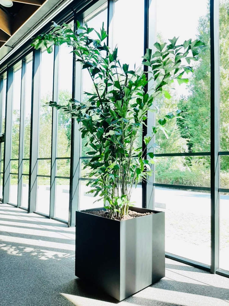 Transformez Vos Espaces Professionnels avec la Location de Plantes Naturelles