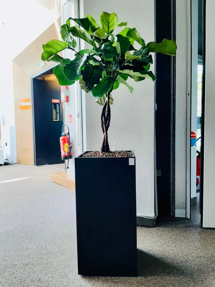 Transformez Vos Espaces Professionnels avec la Location de Plantes Naturelles