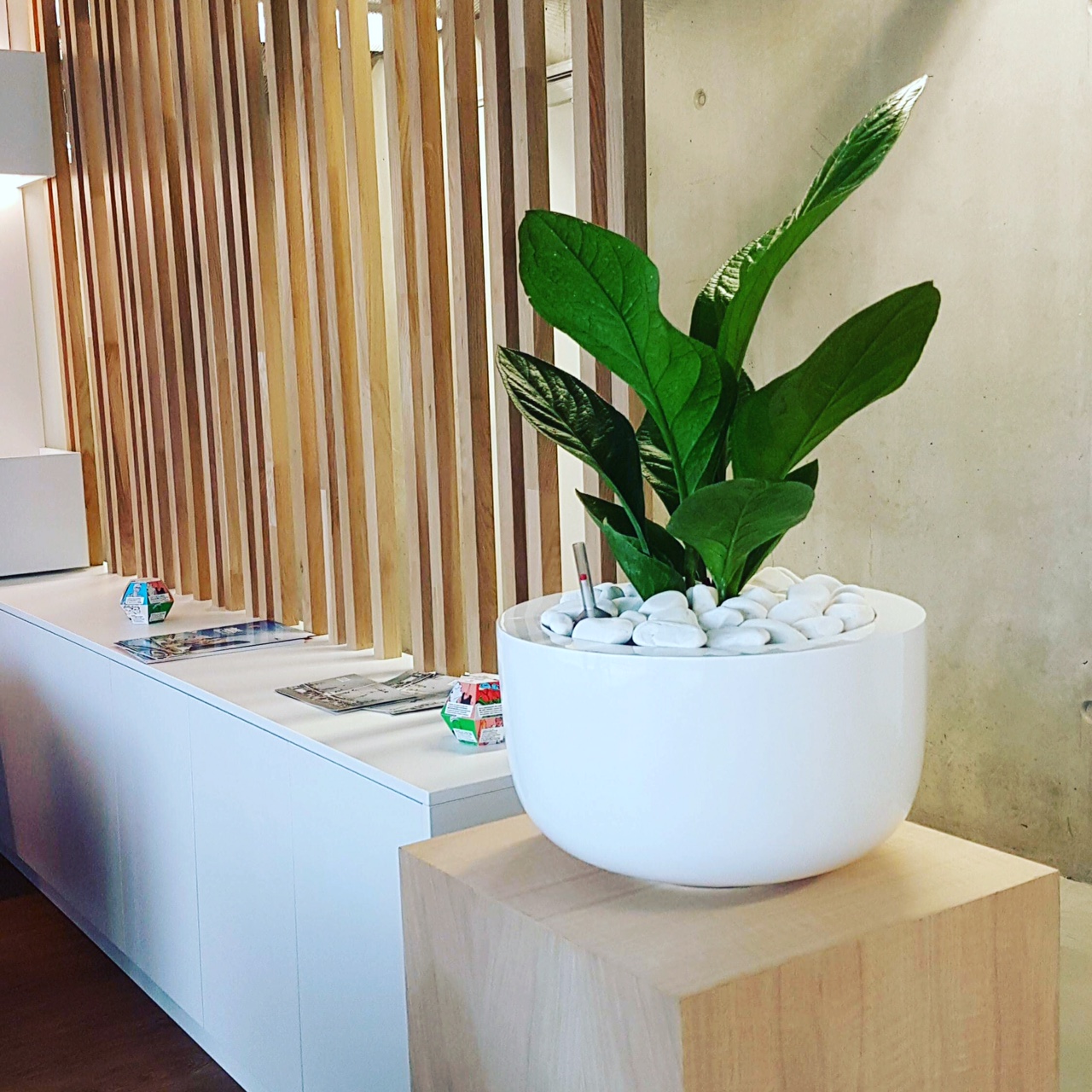 Location de plantes pour le Groupe Vinci