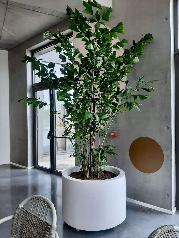 location de plantes