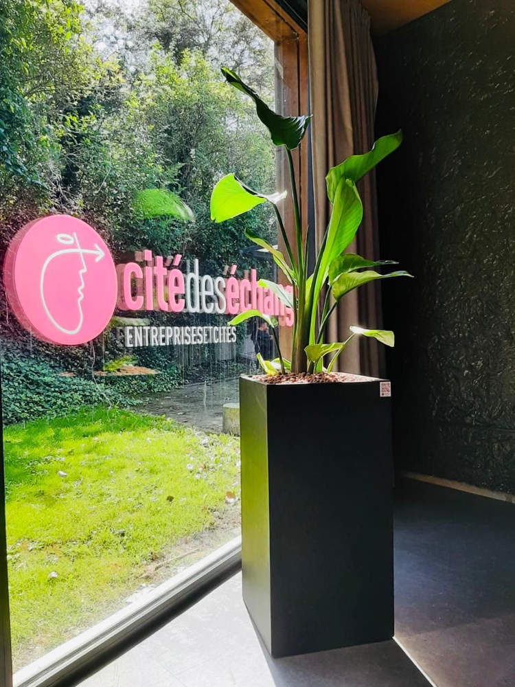 Transformez Vos Espaces Professionnels avec la Location de Plantes Naturelles