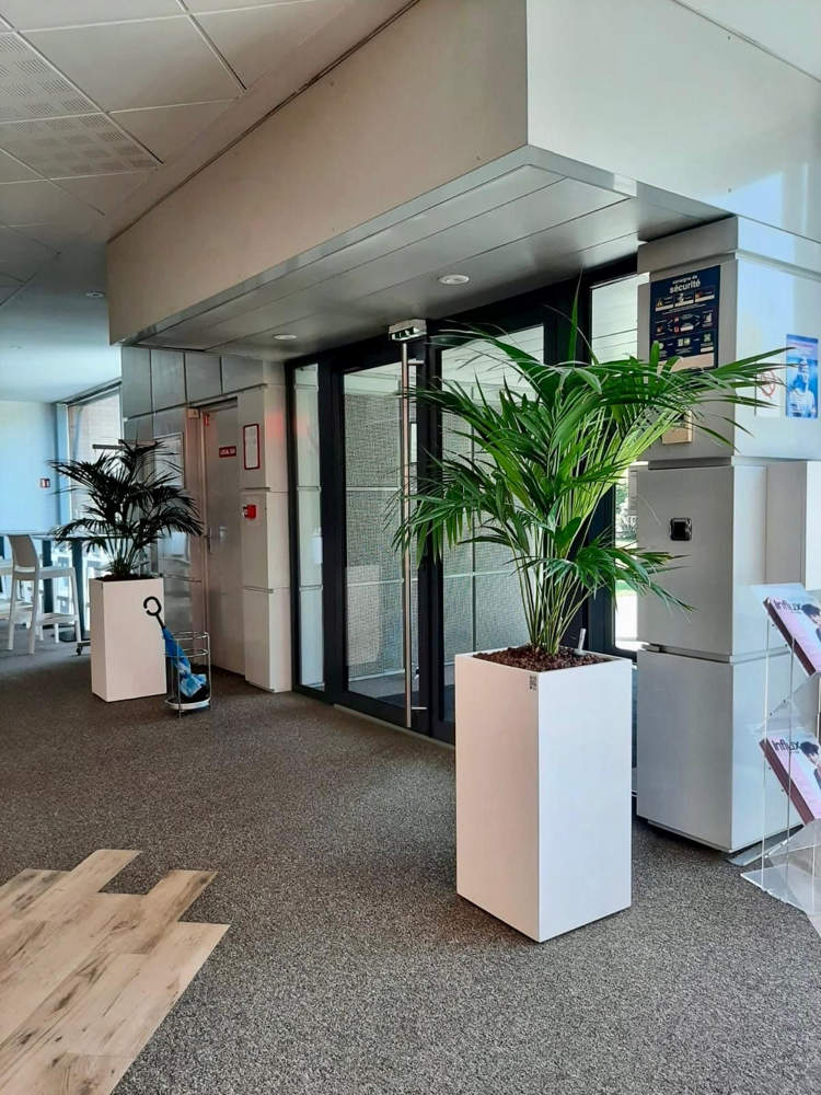 Transformez Vos Espaces Professionnels avec la Location de Plantes Naturelles