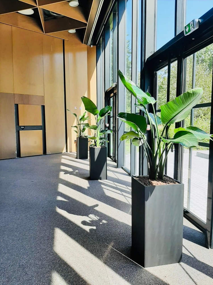 Transformez Vos Espaces Professionnels avec la Location de Plantes Naturelles