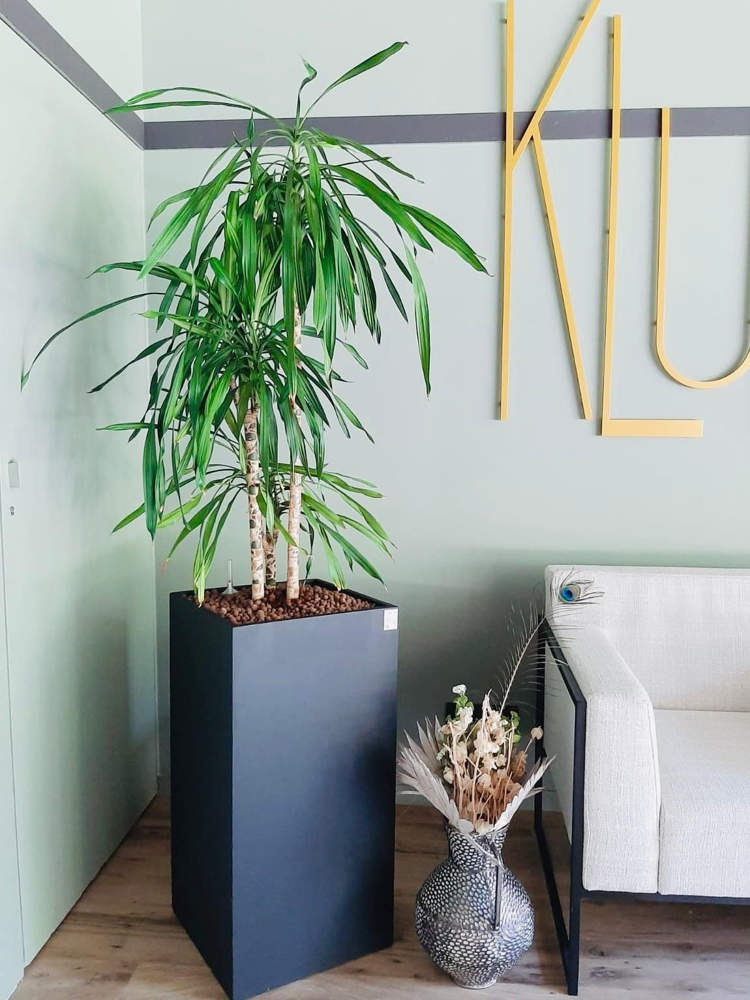 Transformez Vos Espaces Professionnels avec la Location de Plantes Naturelles