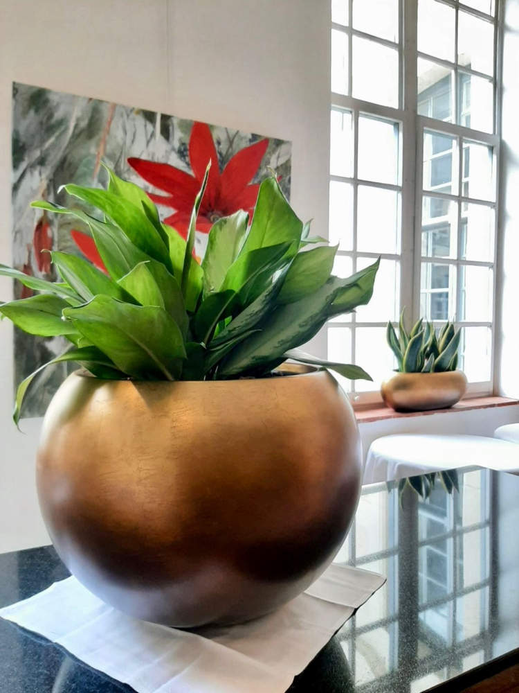 Location pots et plantes naturelles