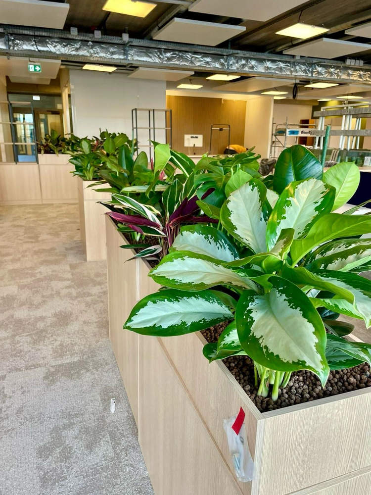 Végétaliser les meubles existants : une solution naturelle pour sublimer vos espaces de travail