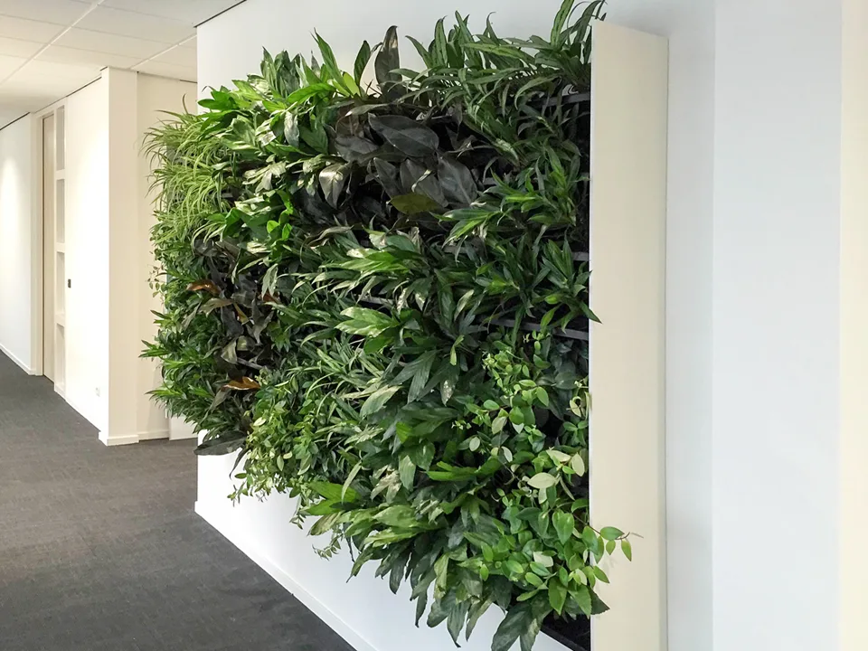 Mur végétal habillant un couloir