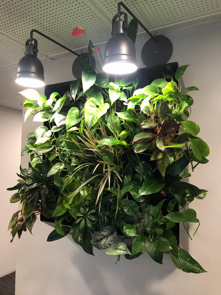Location de mobilier végétal et location de plantes pour vos bureaux