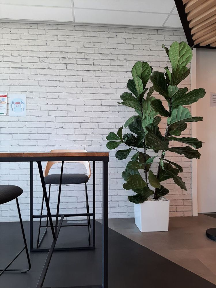 Paysagiste d'intérieur pour Entreprises