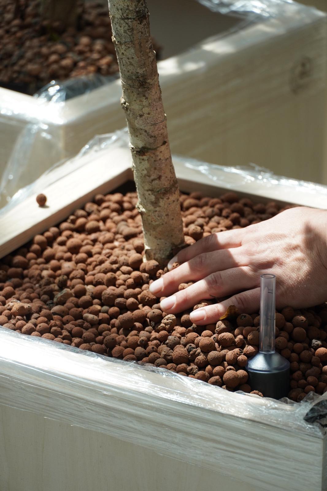 Plantation en hydroculture sur billes d’argile