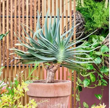 Tendance 2024 : Décorez votre intérieur avec Meaningful Earth et des plantes