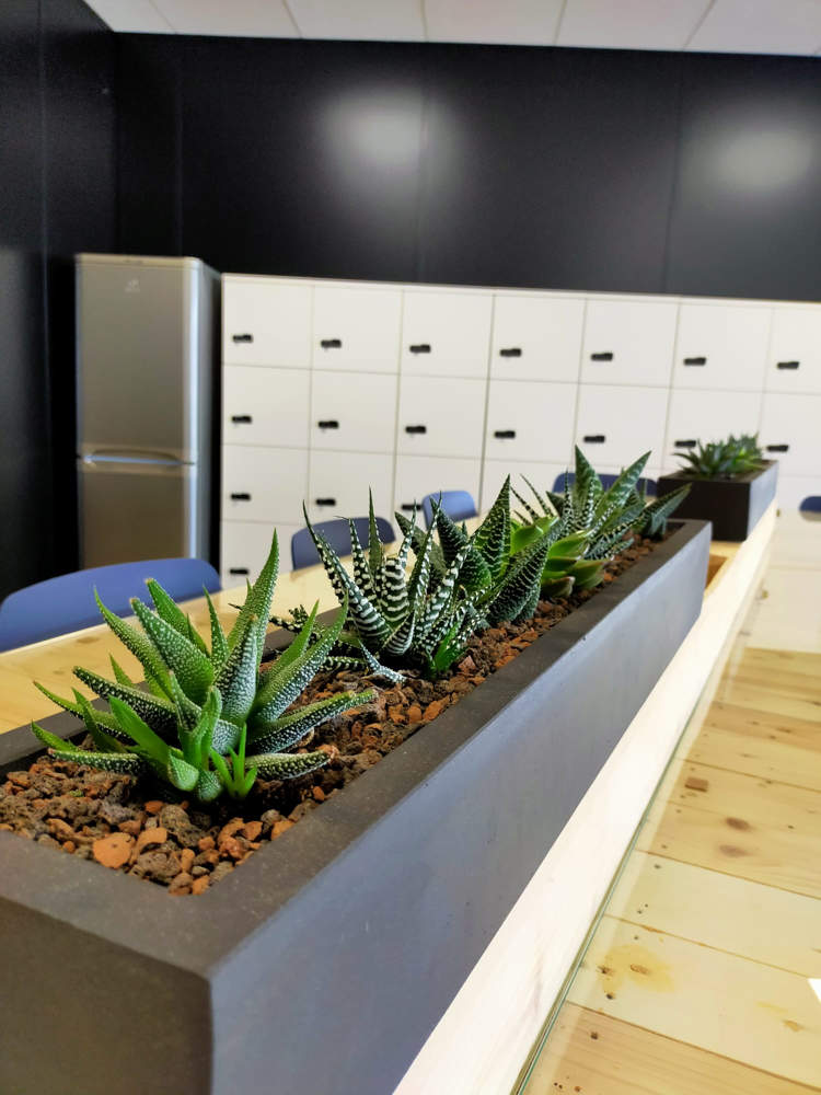 Plantes de bureau les bienfaits pour les collaborateurs