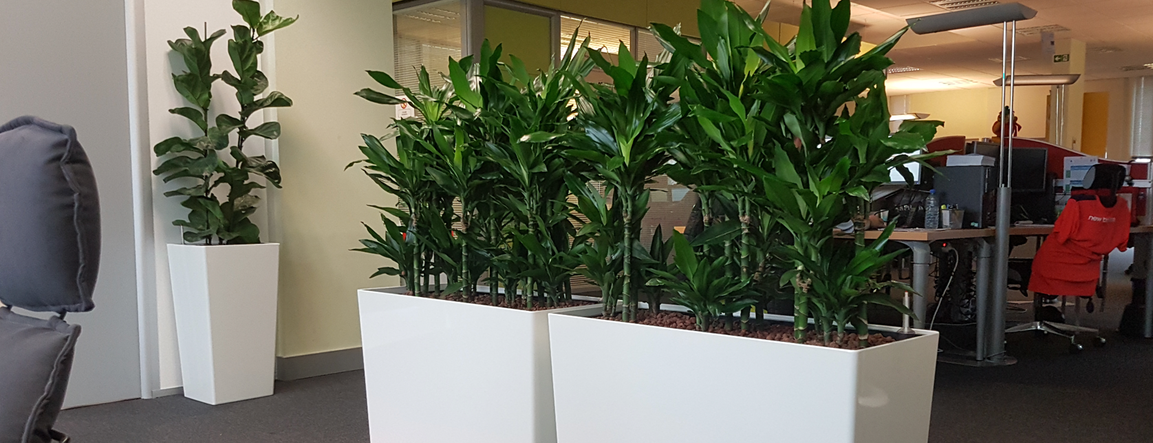 Entretien plante d intérieur pour vos bureaux sur Lille, Roubaix, Tourcoing,