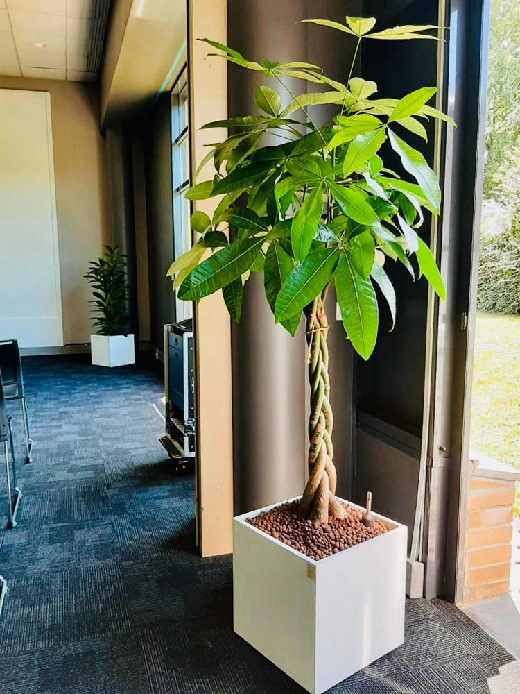 Transformez Vos Espaces Professionnels avec la Location de Plantes Naturelles