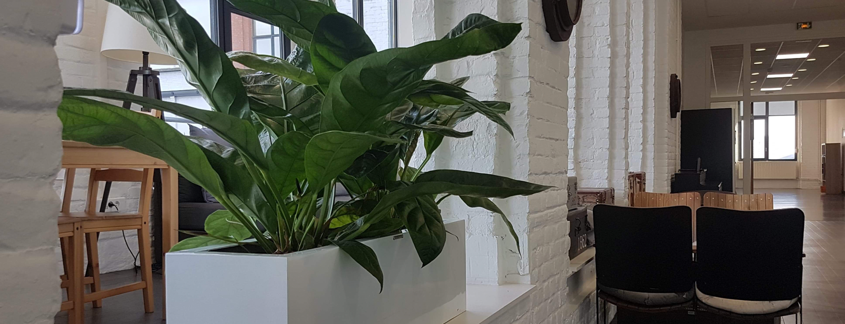 Décoration de vos bureaux par les plantes Lille, Valenciennes, Armentières