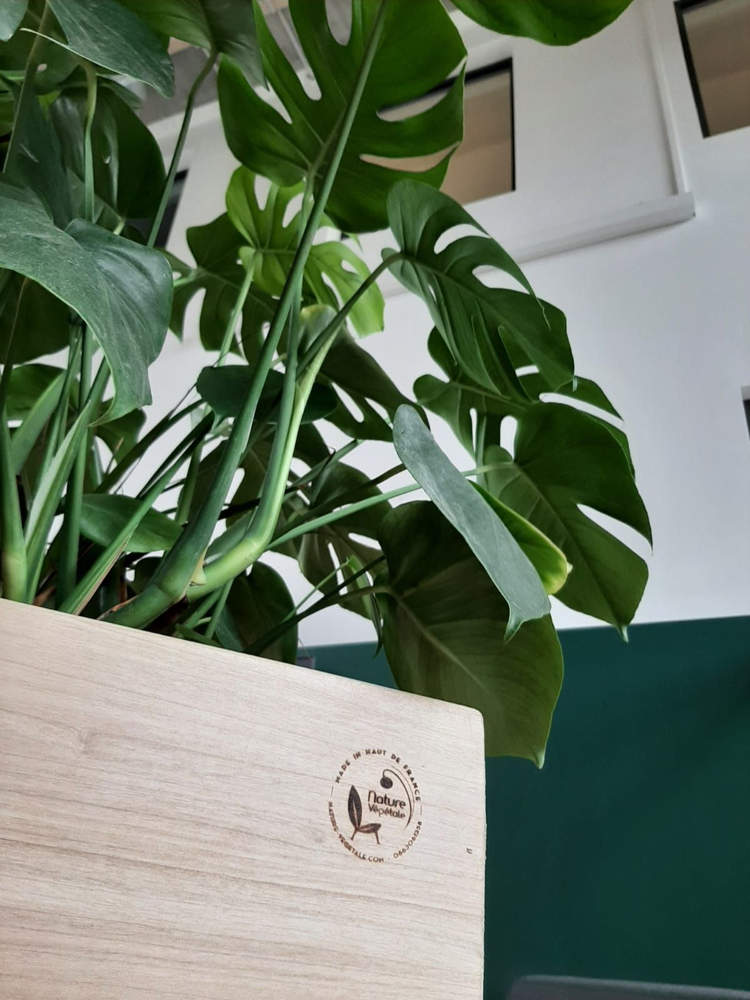 Pots en bois « Made in Hauts de France » : qualité artisanale pour végétaliser vos espaces de travail