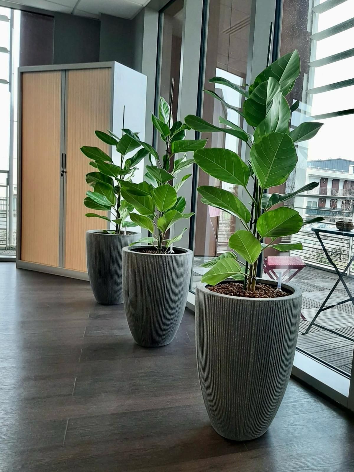 Pot plantes pour vos bureaux location avec entretiens