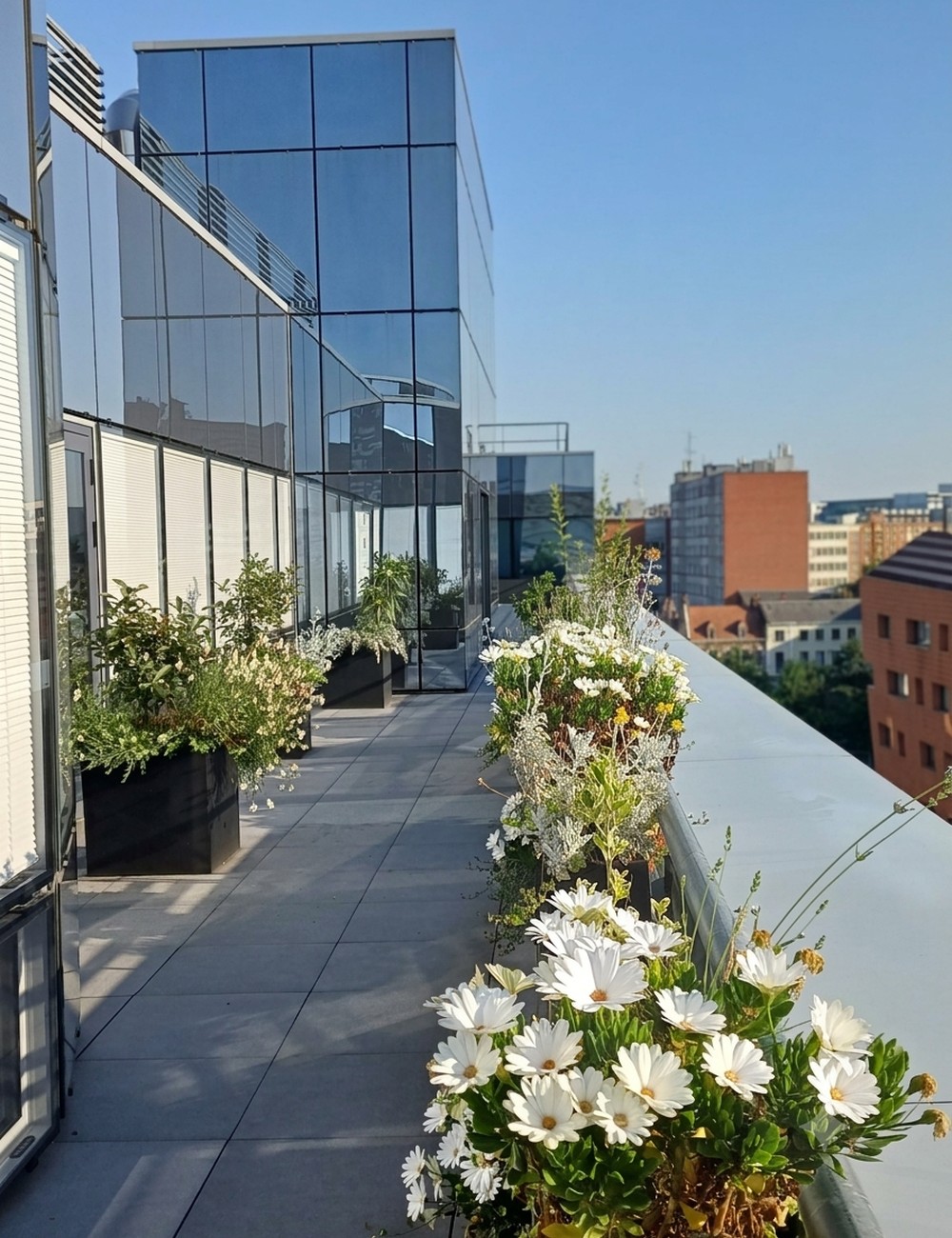 Terrasse végétalisée