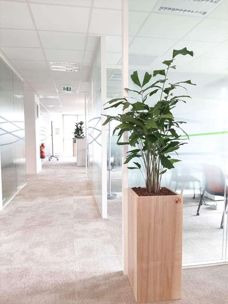 Végétalisation des bureaux