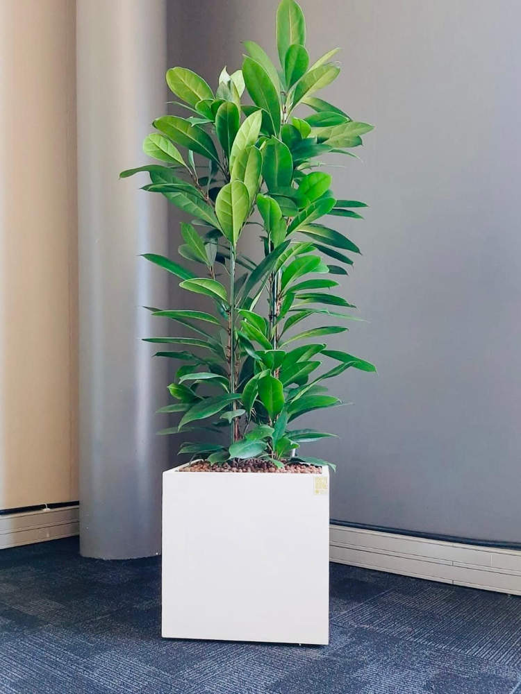 Transformez Vos Espaces Professionnels avec la Location de Plantes Naturelles