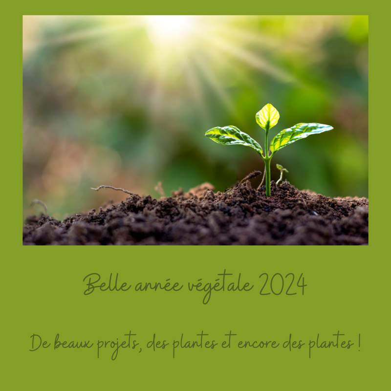 Location de plantes dans vos bureaux, une nouvelle année commence !