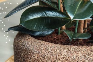 Collection innovante de pots naturels pour vos bureaux