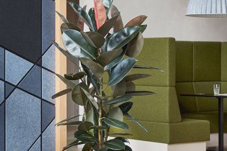 Aménagez vos bureaux par les plantes