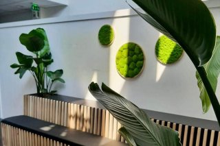 entretien plante bureau