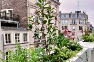 jardinieres-beton-plantes