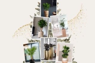 Nature Végétale Vous Souhaite un Joyeux Noël : Bien-être et Végétal au Rendez-Vous