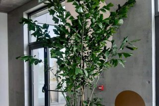 location de plantes