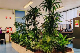 Location de plantes Lille
