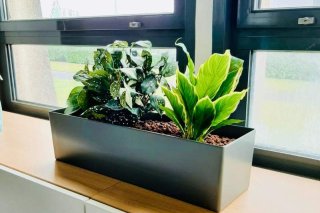 location plante jardiniere bureaux