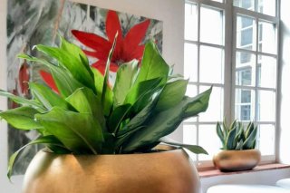 Location pots et plantes naturelles