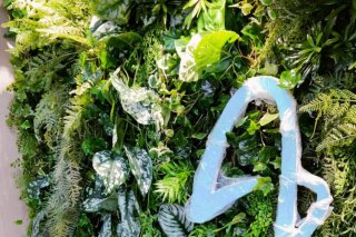 mur vegetal