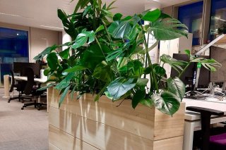 Pots en Bois Massif et Location de Plantes