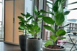 Pot plantes pour vos bureaux location avec entretiens
