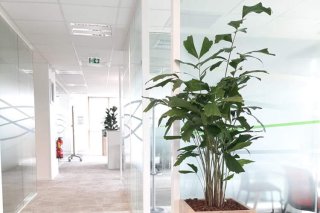 Végétalisation des bureaux